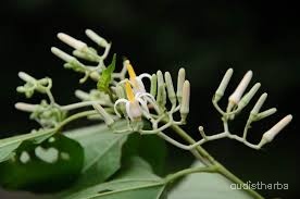 Alangium begoniaefolium flower7.jpg